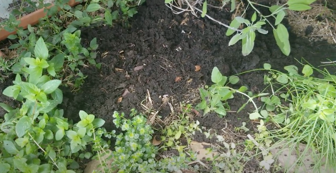 Can dog poo bag compost go on the garden?