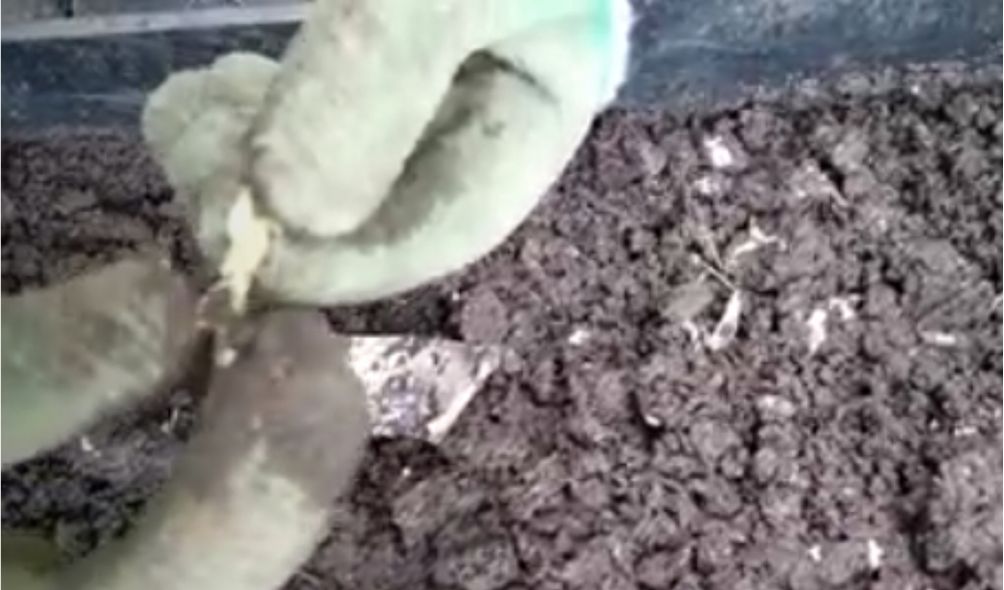 Can compostable bags help in the garden?