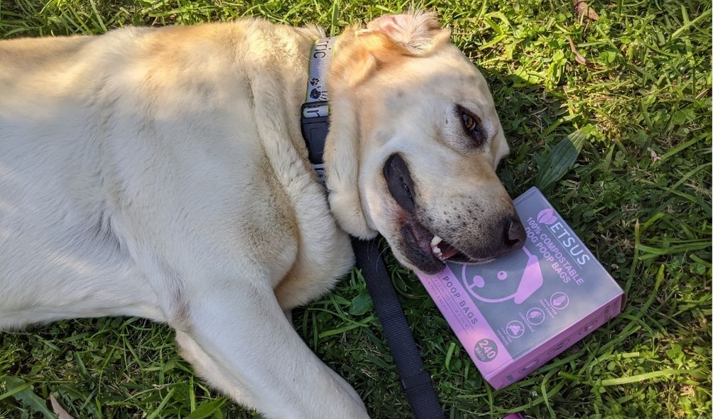 The best way to dispose of biodegradable dog poo bags