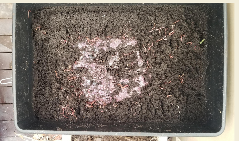 What happened when dog poo bags went into a worm farm?